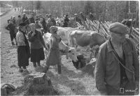 Evakkojen paluu Koveroon (karjaa tarkastellaan)