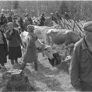 Evakkojen paluu Koveroon (karjaa tarkastellaan)