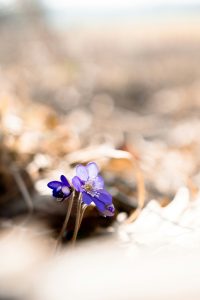 saana-koukku-cWEka2BTZDw-unsplash