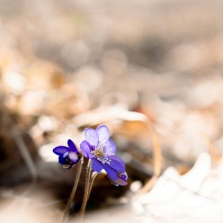 saana-koukku-cWEka2BTZDw-unsplash