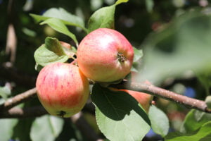 Sanalle IMG_1230