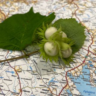 SarkkisenPähkinä_Jaana