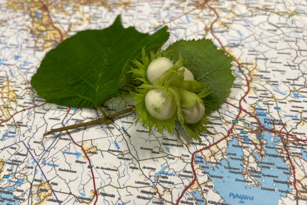 SarkkisenPähkinä_Jaana