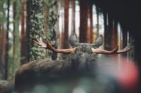 serge-taeymans-7G4fK0qUkcg-unsplash