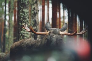 serge-taeymans-7G4fK0qUkcg-unsplash