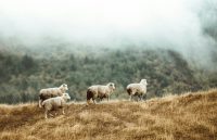 taylor-brandon-kSf9S2pDhf8-unsplash