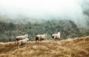 taylor-brandon-kSf9S2pDhf8-unsplash