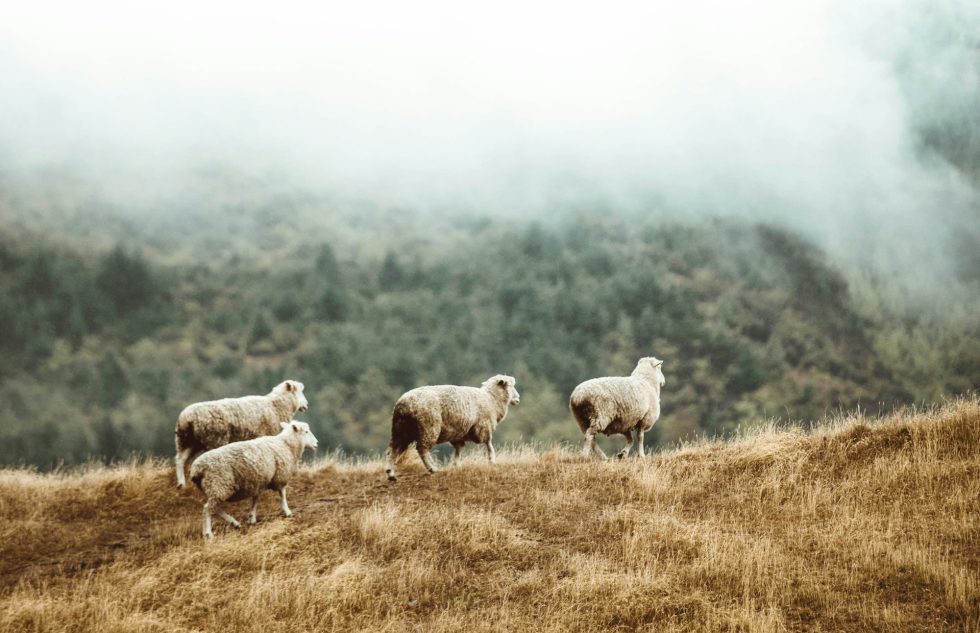 taylor-brandon-kSf9S2pDhf8-unsplash