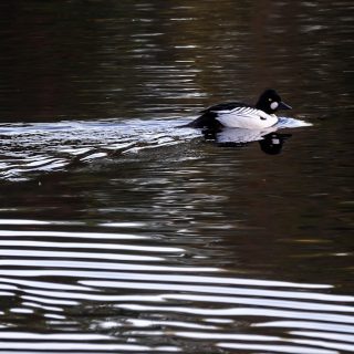telkka_pixabay