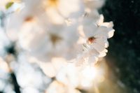 tsuyoshi-kozu-xDhSwX9iVxY-unsplash