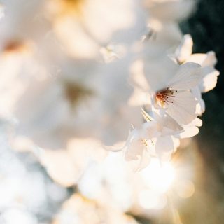 tsuyoshi-kozu-xDhSwX9iVxY-unsplash