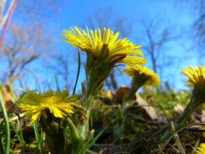 tussilago-farfara-292302_1920