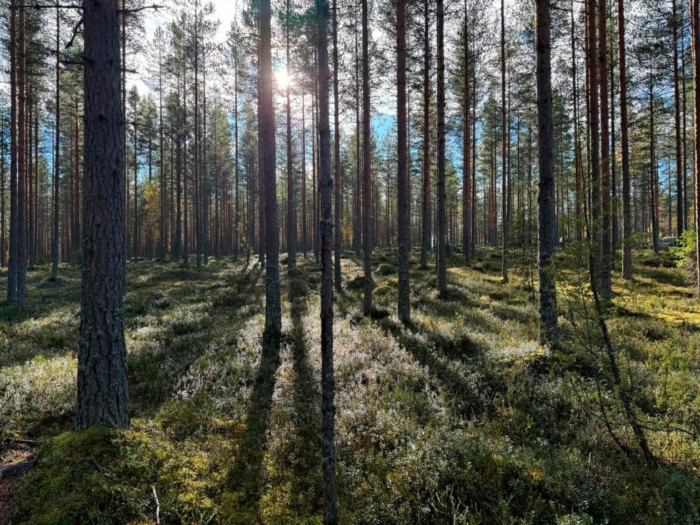 Vitikkamäki_Minna