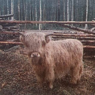 VKO20 25v Kuonan luomukarja 20.5.1998-2