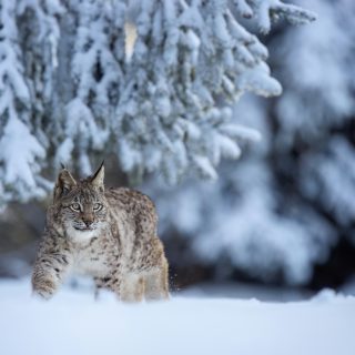 zdenek-machacek-Z-CWsXpjTig-unsplash